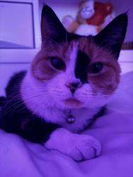 Lost Female Cat last seen Backyard, Fort Lauderdale, FL 33317