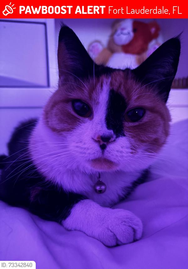 Lost Female Cat last seen Backyard, Fort Lauderdale, FL 33317