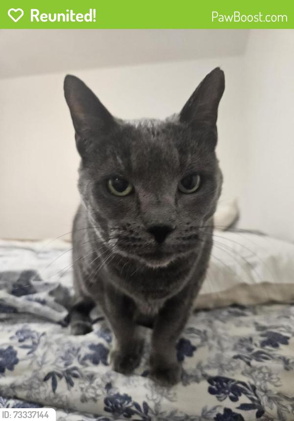 Reunited Male Cat last seen Between Olive and Laurel Streets, Hesperia, CA 92345
