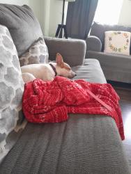 Reunited Female Dog last seen Home drive near by Barger King, North Fayette Township, PA 15275