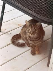 Found/Stray Unknown Cat last seen Near Emory drive, Chapel Hill, NC 27517