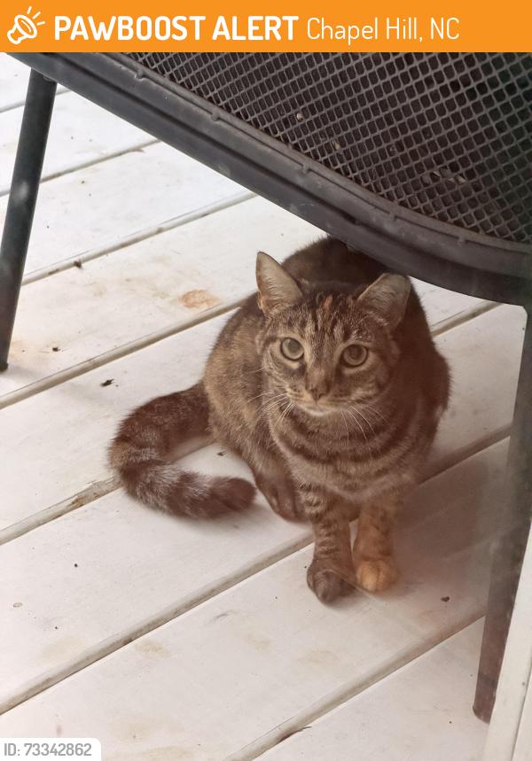 Found/Stray Unknown Cat last seen Near Emory drive, Chapel Hill, NC 27517