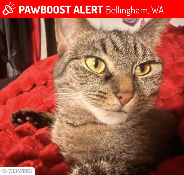 Lost Female Cat last seen Near 24th St Bellingham WA, Bellingham, WA 98225