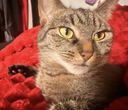 Lost Female Cat last seen Near 24th St Bellingham WA, Bellingham, WA 98225