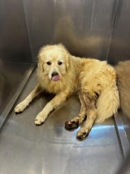 Reunited Female Dog last seen Saint andrews drive & Franklin road, Murfreesboro, TN 37128