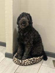 Lost Male Dog last seen Southeast high school, Oklahoma City, OK 73129