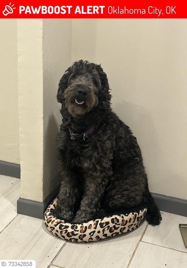 Lost Male Dog last seen Southeast high school, Oklahoma City, OK 73129