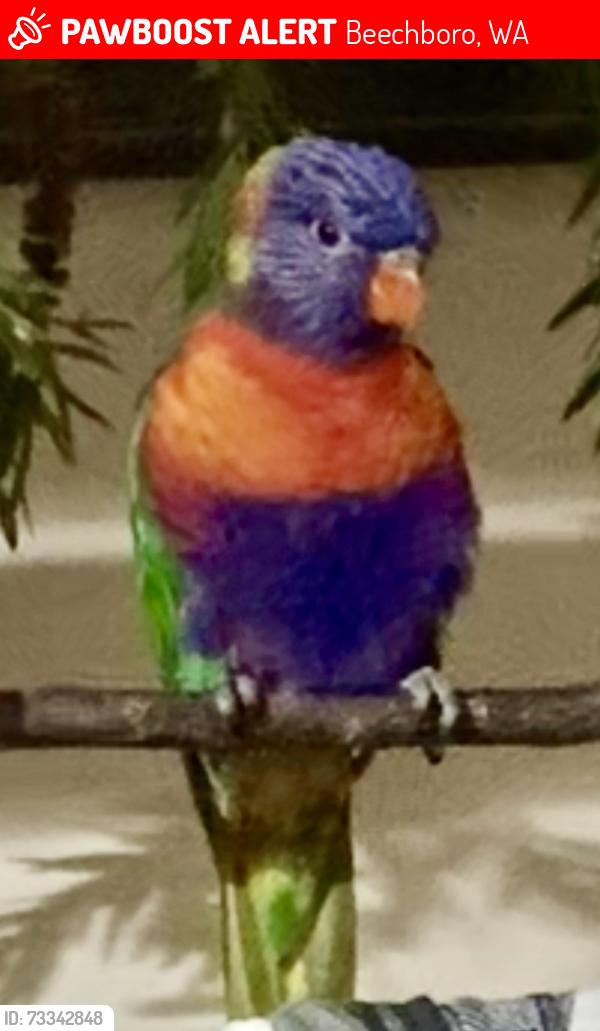 Lost Unknown Bird last seen Amazon Drive, Cherwell Ave,, Beechboro, WA 6063