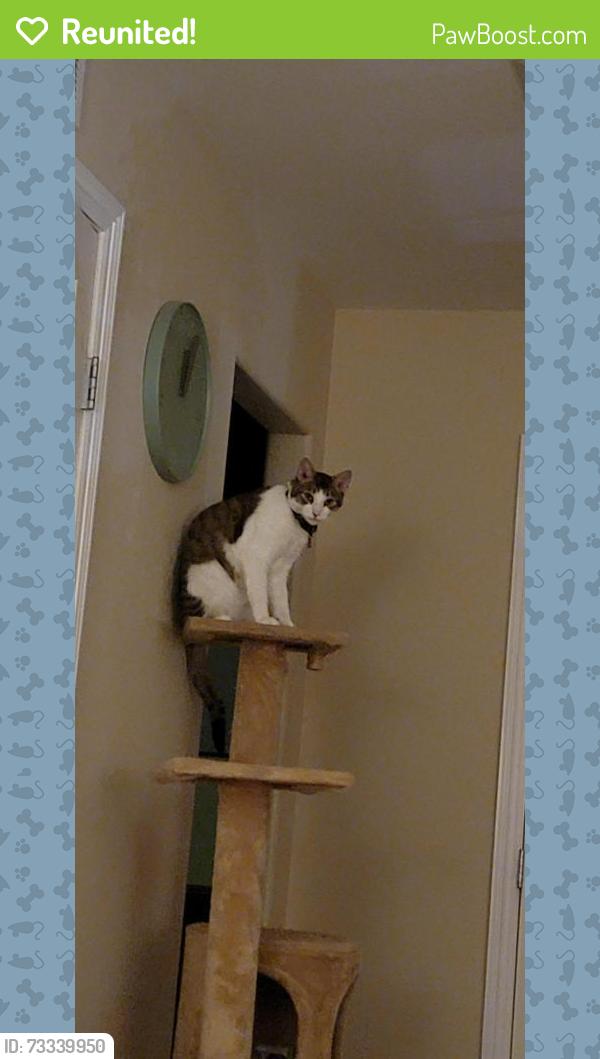 Reunited Male Cat last seen Crestline Pl and Prescott St, Littleton, CO 80120