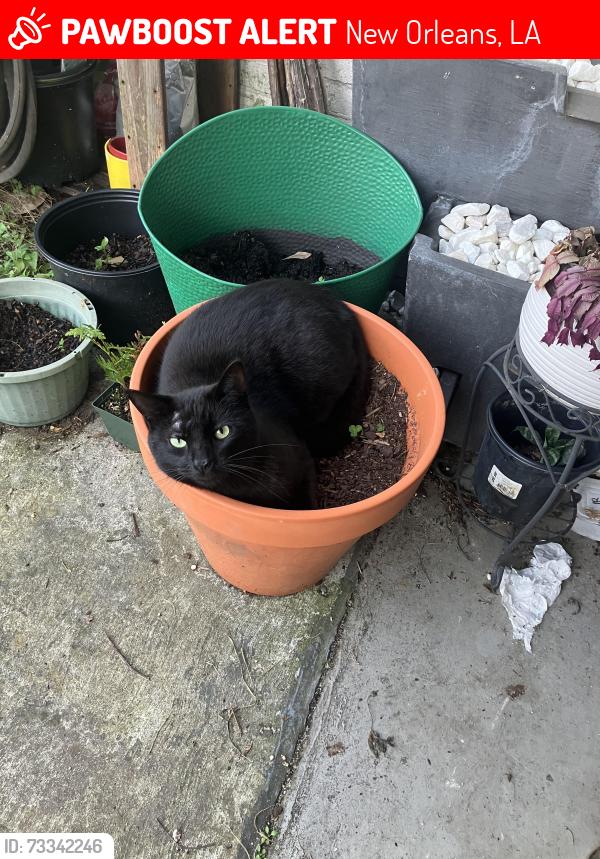 Lost Male Cat last seen Desaix Blvd across from Winthrop pl possibly near Langston Hughs on Trafalgar, New Orleans, LA 70119
