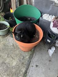 Lost Male Cat last seen Desaix Blvd across from Winthrop pl possibly near Langston Hughs on Trafalgar, New Orleans, LA 70119