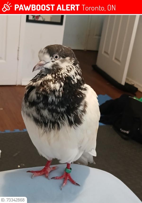 Lost Male Bird last seen Queens Quay Marina, Toronto, ON 