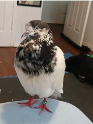 Lost Male Bird last seen Queens Quay Marina, Toronto, ON 