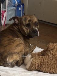 Found/Stray Female Dog last seen Pine Ridge Dairy Road, Fruitland Park, Fruitland Park, FL 34731