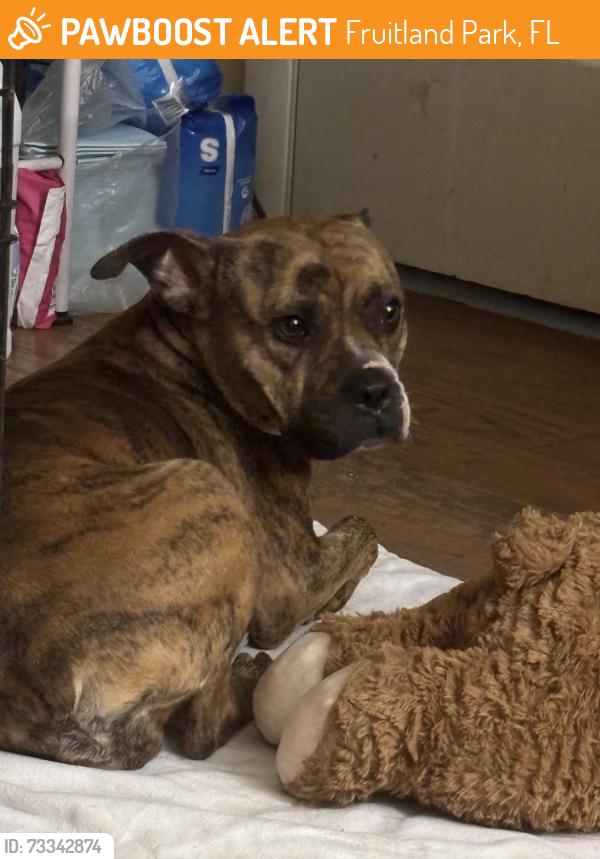 Found/Stray Female Dog last seen Pine Ridge Dairy Road, Fruitland Park, Fruitland Park, FL 34731