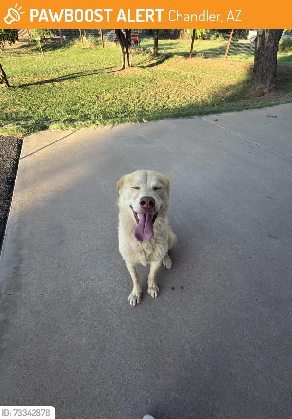 Found/Stray Male Dog last seen Paseo trail/202 san tan, Chandler, AZ 85225