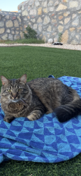 Lost Male Cat last seen Prickley pear, El Paso, TX 79912