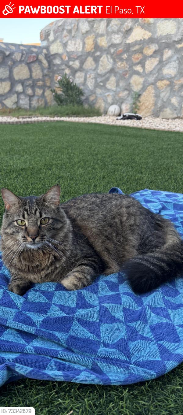 Lost Male Cat last seen Prickley pear, El Paso, TX 79912