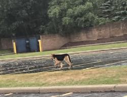 Found/Stray Unknown Dog last seen Square lake and telegraph, Bloomfield Township, MI 48302