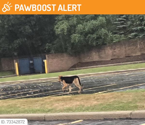 Found/Stray Unknown Dog last seen Square lake and telegraph, Bloomfield Township, MI 48302