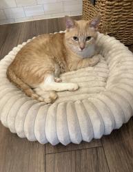 Reunited Male Cat last seen 32nd Ave, West Fargo, ND 58078