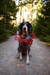 Lost Female Dog last seen Near Old 421 Rd Liberty, NC 27298 United States Chicken feed mill, Liberty, NC 27298