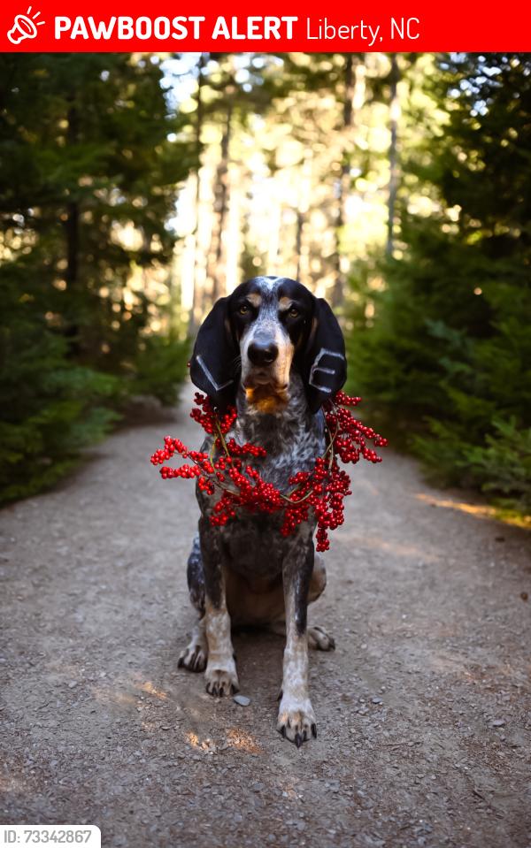 Lost Female Dog last seen Near Old 421 Rd Liberty, NC 27298 United States Chicken feed mill, Liberty, NC 27298