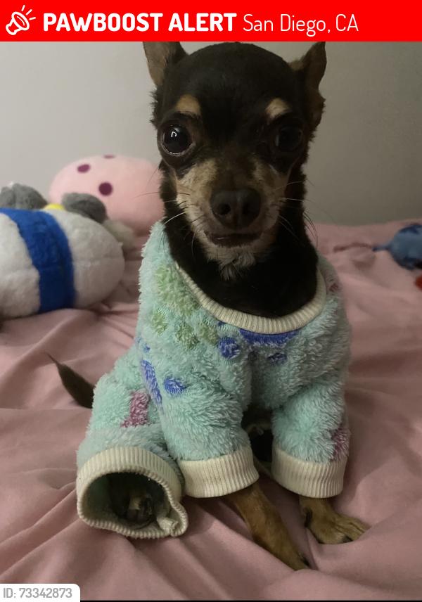 Lost Male Dog last seen Near cheeroke ave by the school, San Diego, CA 92116