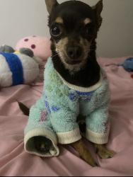 Lost Male Dog last seen Near cheeroke ave by the school, San Diego, CA 92116
