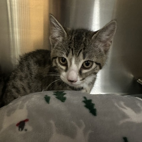 Shelter Stray Female Cat last seen , 3607 N Armenia Ave, Tampa, FL 33607, USA