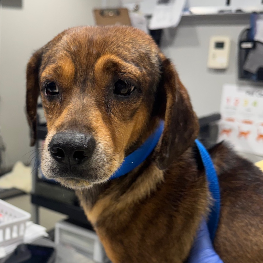 Shelter Stray Male Dog last seen , 3607 N Armenia Ave, Tampa, FL 33607, USA