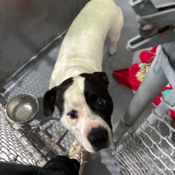 Shelter Stray Male Dog last seen , 167 Conklin Ave, Binghamton, NY 13903, USA