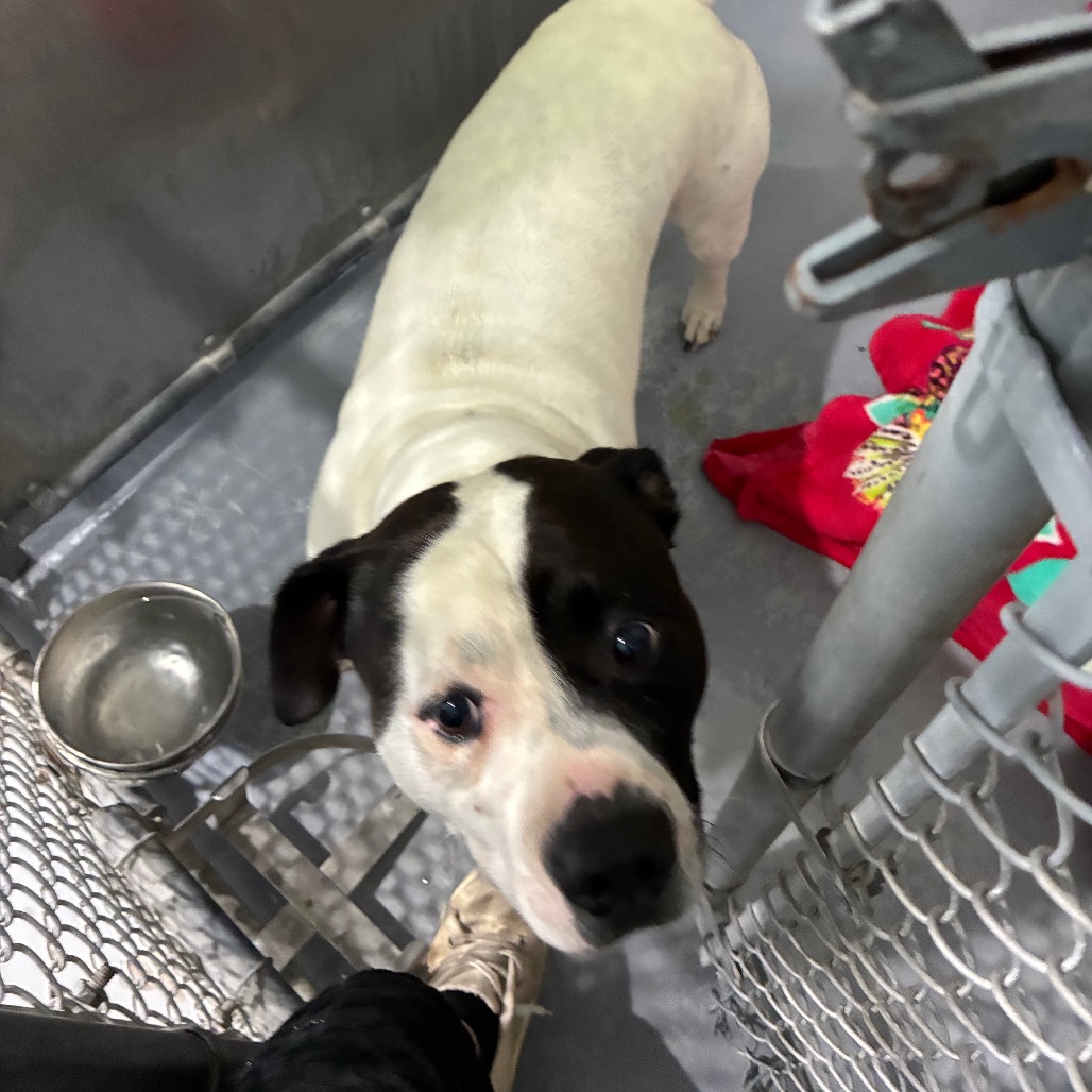 Shelter Stray Male Dog last seen , 167 Conklin Ave, Binghamton, NY 13903, USA