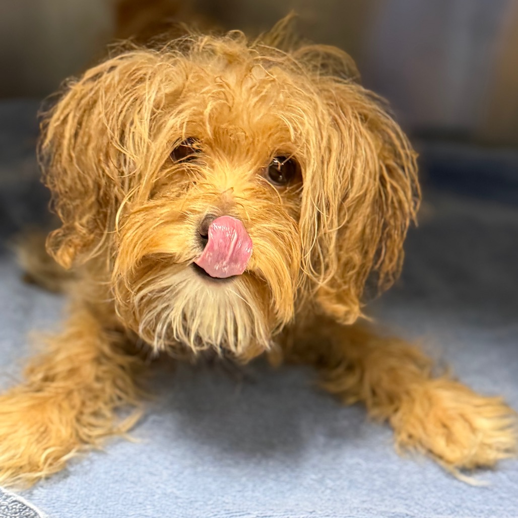 Shelter Stray Male Dog last seen , 980 Guilford College Rd, Greensboro, NC 27409, USA