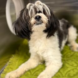 Shelter Stray Female Dog last seen , 980 Guilford College Rd, Greensboro, NC 27409, USA