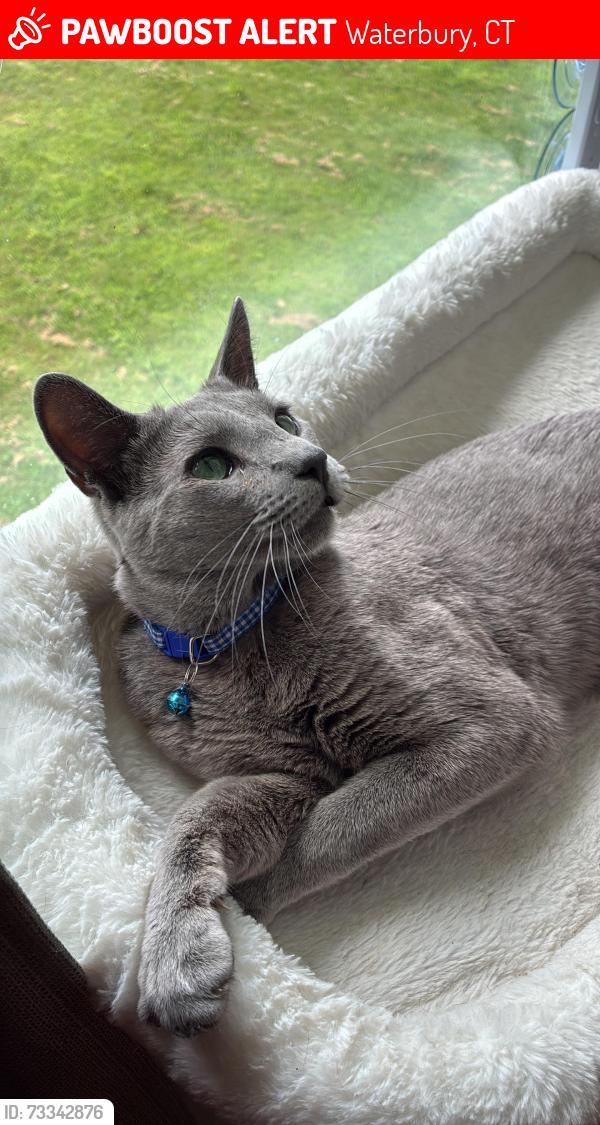 Lost Male Cat last seen East mountain Waterbury Connecticut, Waterbury, CT 06702