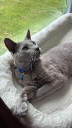 Lost Male Cat last seen East mountain Waterbury Connecticut, Waterbury, CT 06702
