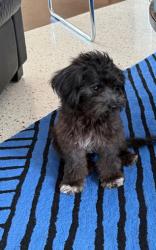 Reunited Male Dog last seen Bayview and NE. 12th Court, Fort Lauderdale, FL 33304