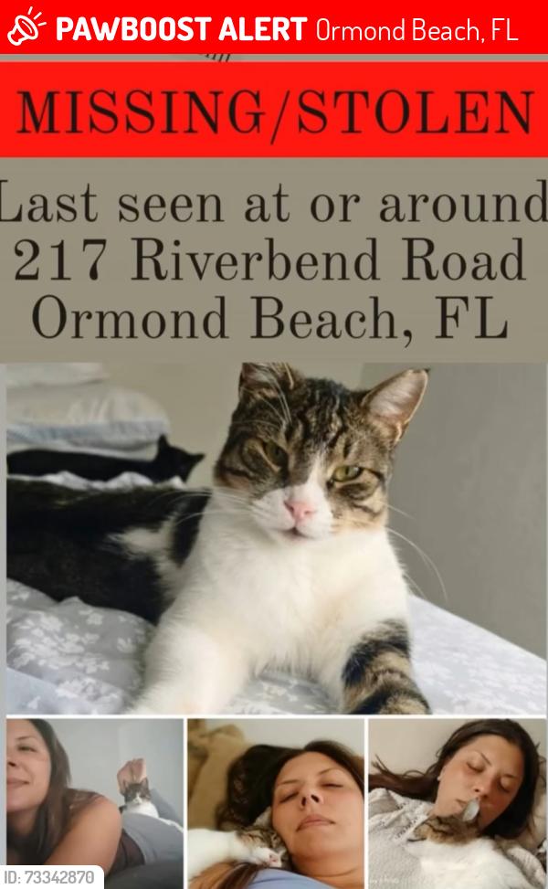 Lost Male Cat last seen Riverbend Road and Treeline rd, Ormond Beach, FL 32174