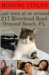 Lost Male Cat last seen Riverbend Road and Treeline rd, Ormond Beach, FL 32174