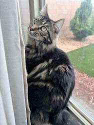 Reunited Male Cat last seen Westside Blvd and Los Diamantes Dr, Rio Rancho, NM 87124