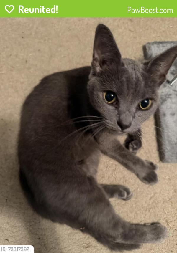 Reunited Female Cat last seen Berrywood Drive and Hardin Valley Road by Chick-fil-A, Knoxville, TN 37932