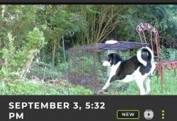 Reunited Male Dog last seen Bear Swamp Road and Greenland Road, Johns Island, SC 29455