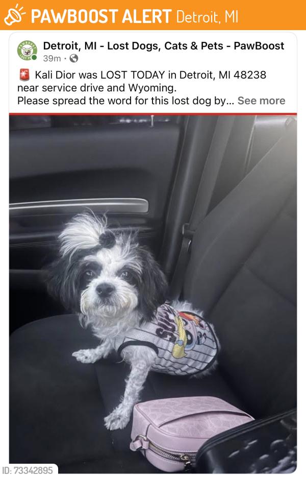 Found/Stray Female Dog last seen Wyoming, Detroit, MI 48238