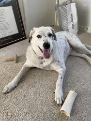 Reunited Female Dog last seen 100th and 132nd near the Orthodox Church and greenbelt, Kirkland, WA 98033