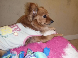 Lost Female Dog last seen Near w Olympic Blvd Los Angeles CA, Los Angeles, CA 90015