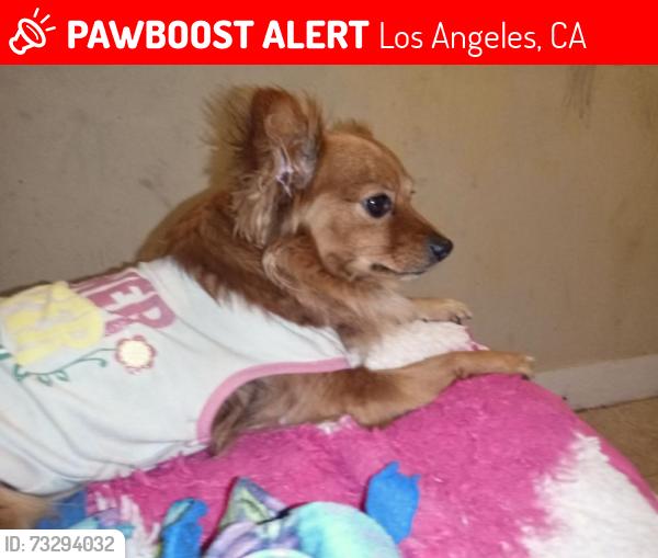 Lost Female Dog last seen Near w Olympic Blvd Los Angeles CA, Los Angeles, CA 90015