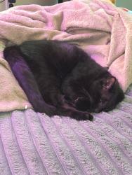 Reunited Male Cat last seen Wind indigo crossing, Oconee County, GA 30666