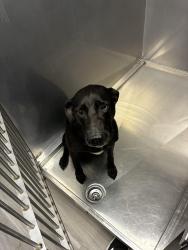 Reunited Female Dog last seen Saint andrews drive & Franklin road, Murfreesboro, TN 37128