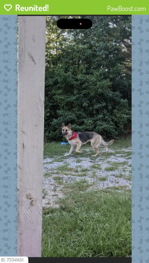 Reunited Female Dog last seen Vandora Soprings and Beichler Rd, Garner, NC 27603